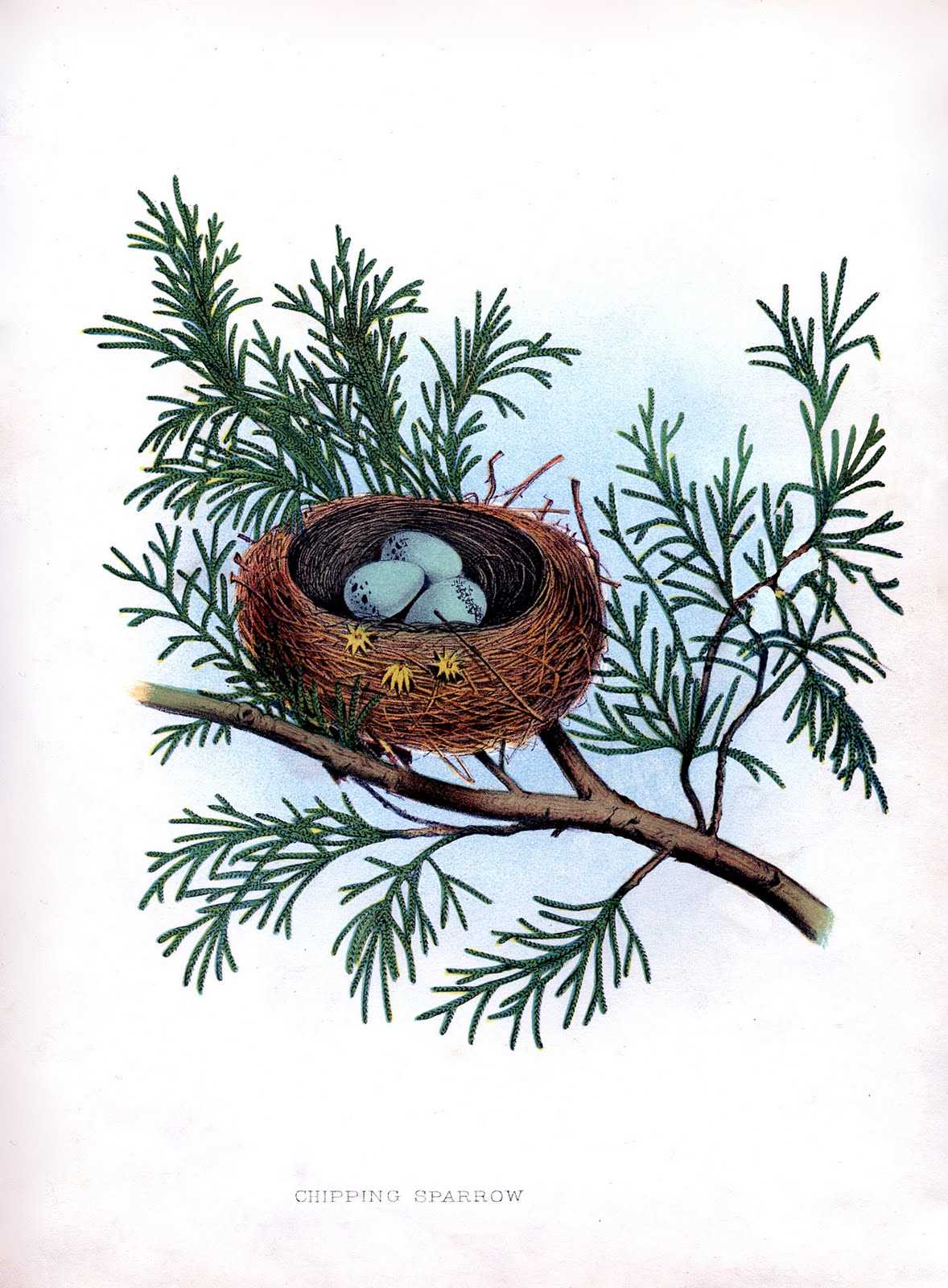 printable birds nest