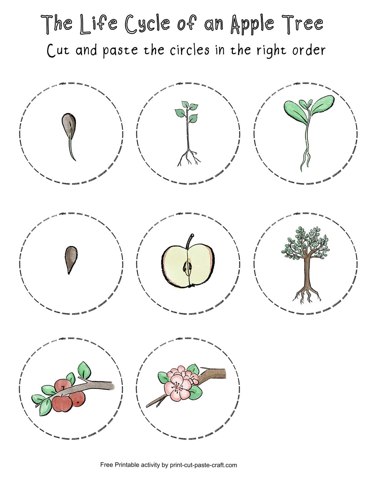 life cycle of an apple printable