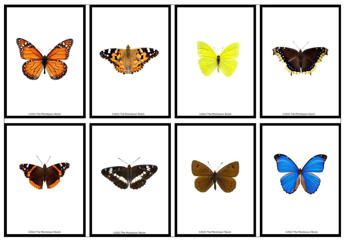 free printable butterfly images