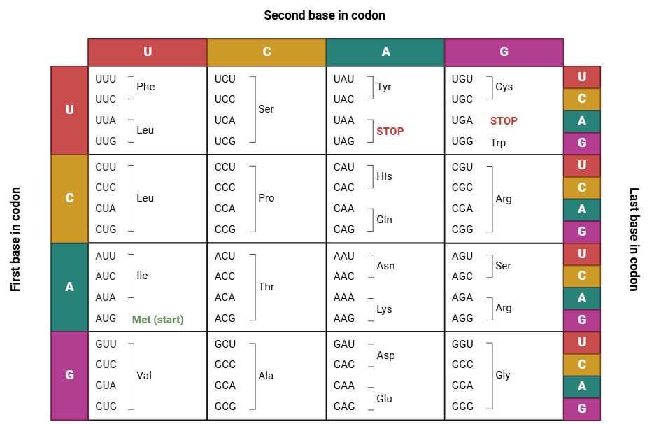 printable codon chart