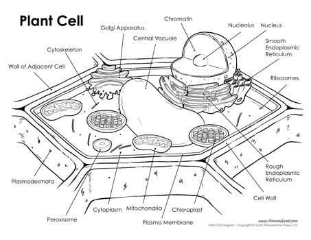 printable plant cell diagram