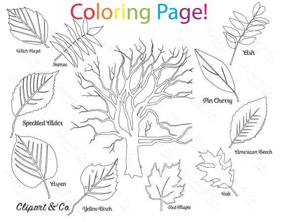 leaf coloring pages printable
