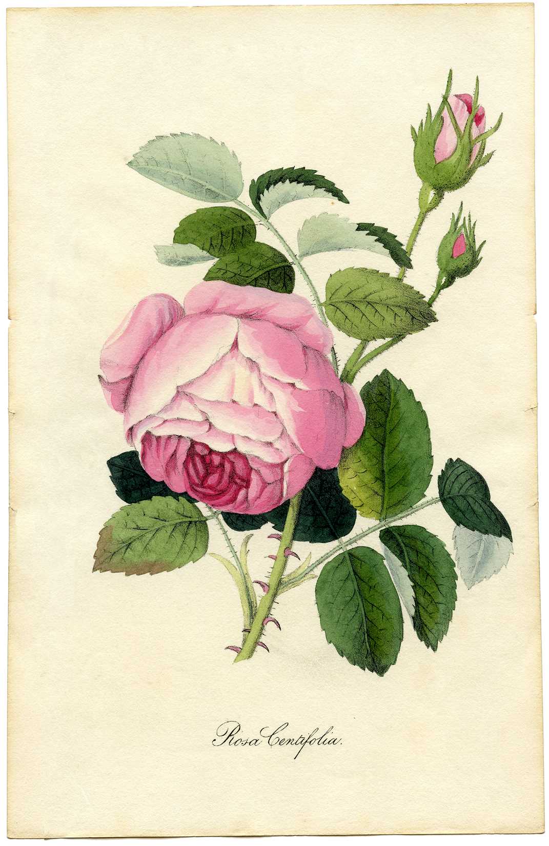 free printable floral pictures