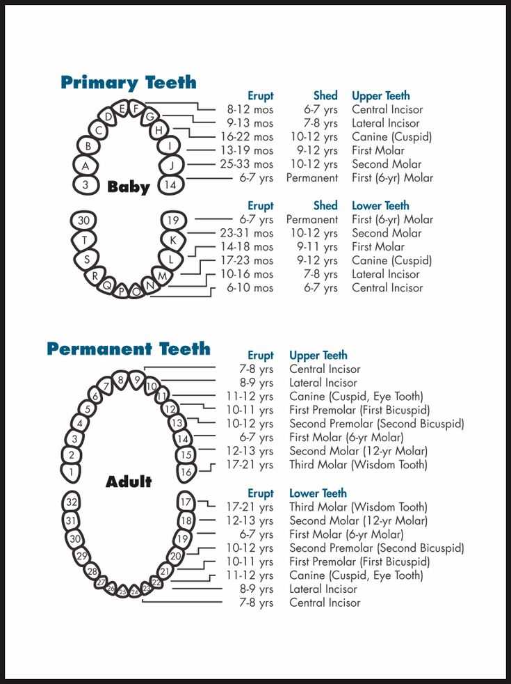 printable tooth chart