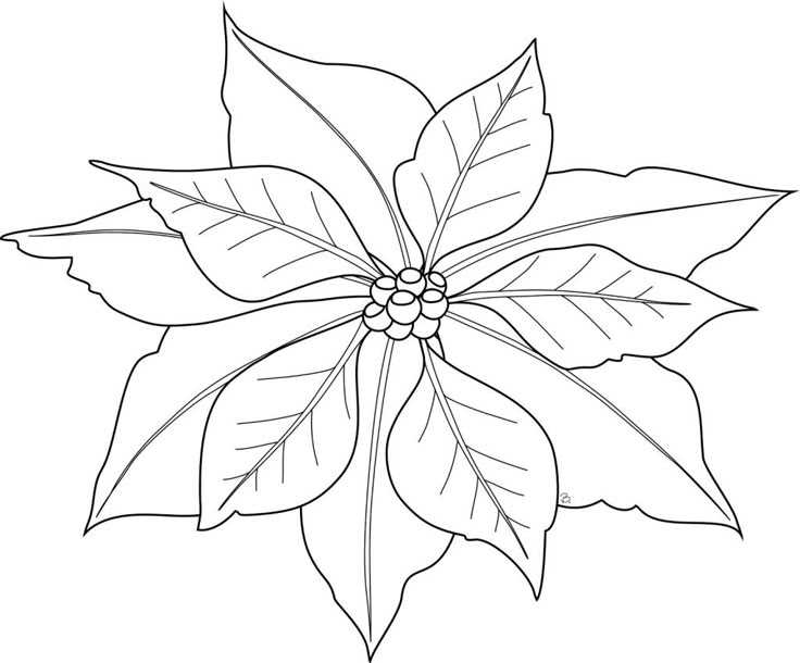 poinsettia coloring page printable free