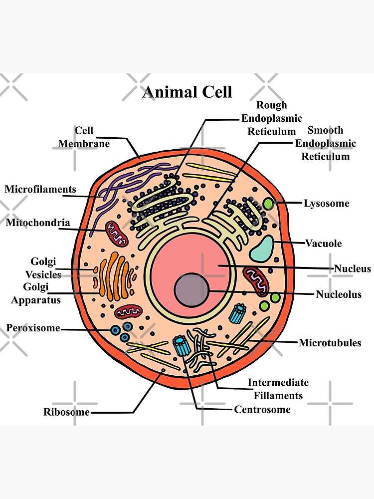 printable animal cell diagram