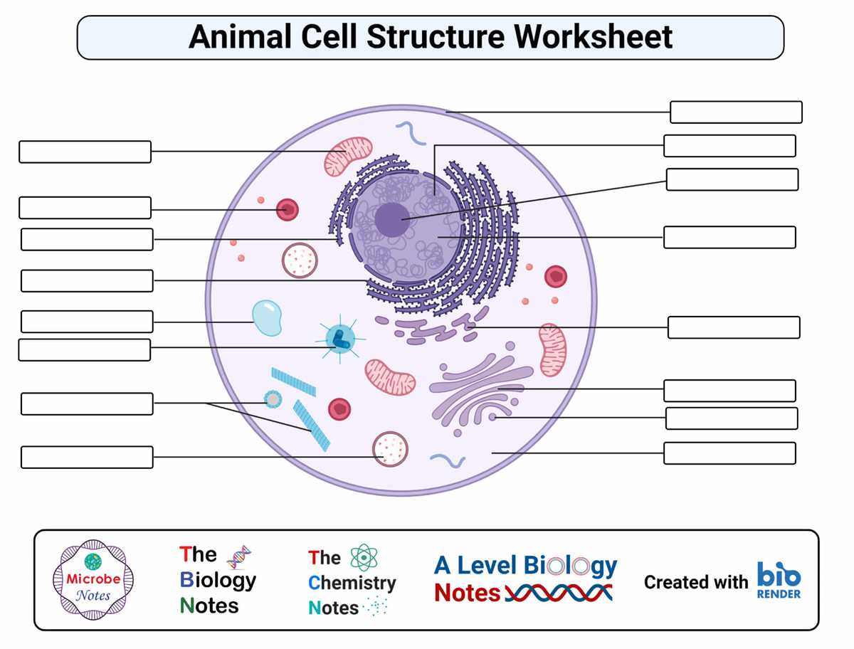 printable animal cell diagram