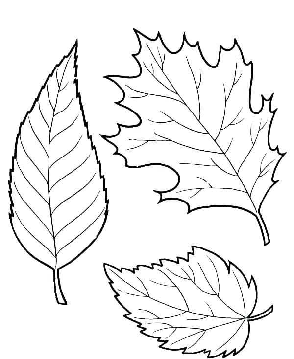 printable autumn leaves coloring pages