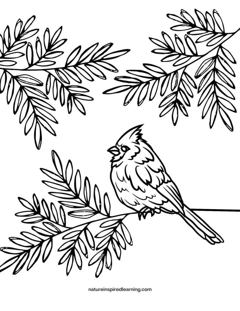 printable bird coloring pages