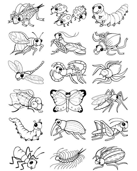 printable coloring pages insects