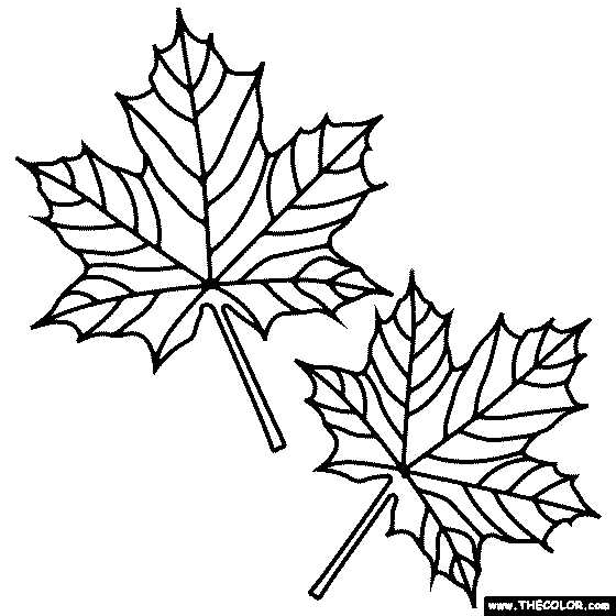 printable maple leaf