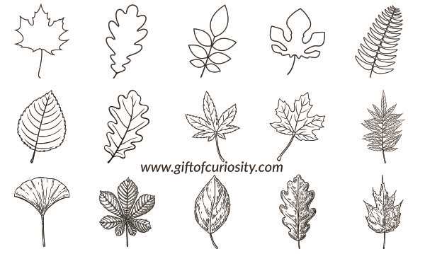 printable picture of a leaf