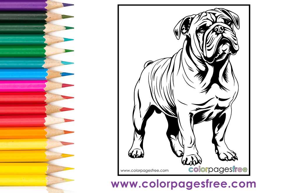 english bulldog coloring pages printable
