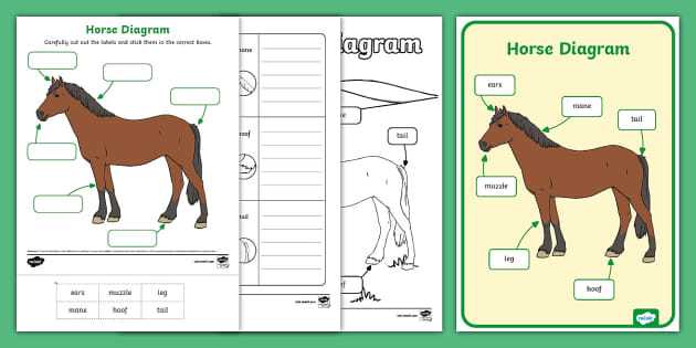 printable parts of a horse