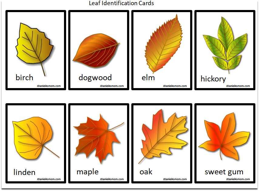 printable picture of a leaf