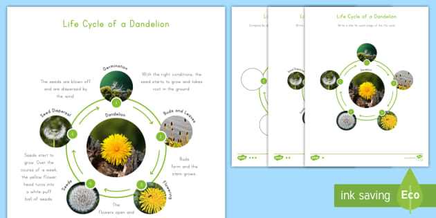 printable dandelion life cycle