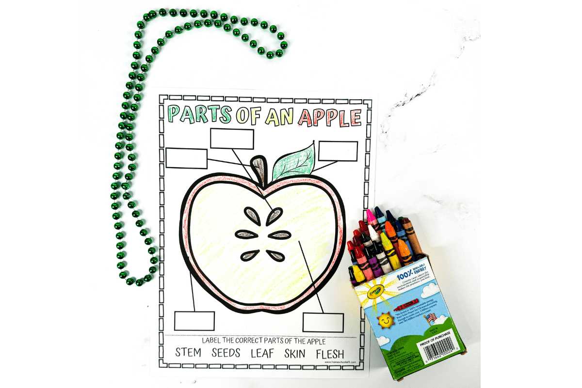 parts of an apple printable
