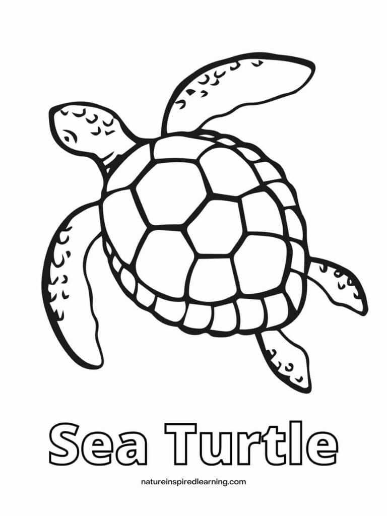 sea turtle coloring pages printable