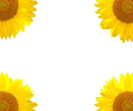 printable sunflower border