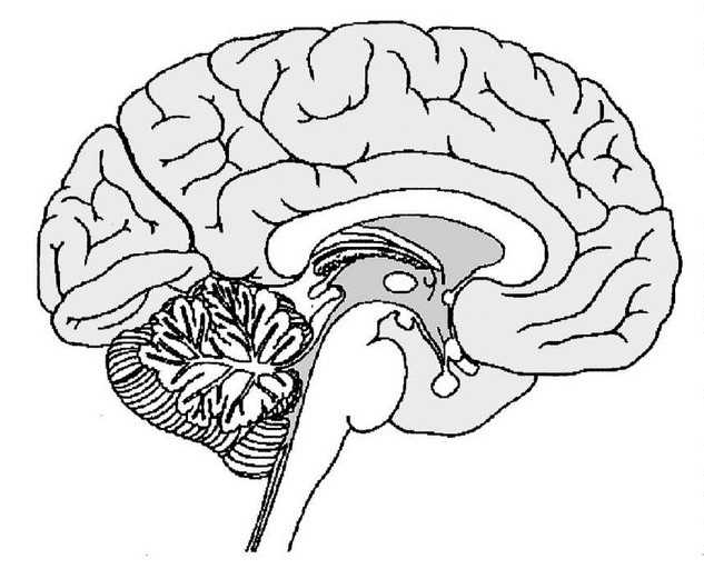 brain diagram printable