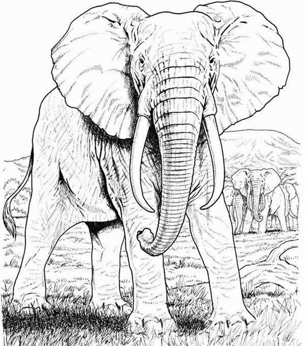 elephant coloring printables