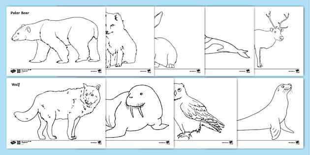 printable arctic animals coloring pages