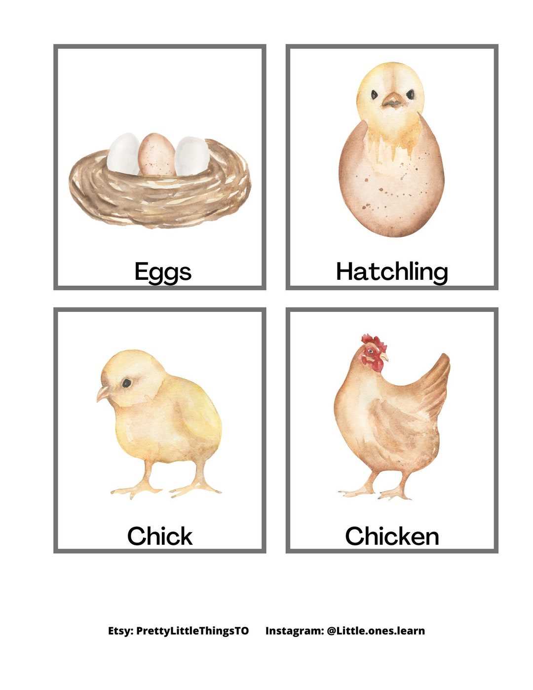 life cycle of chicken printable