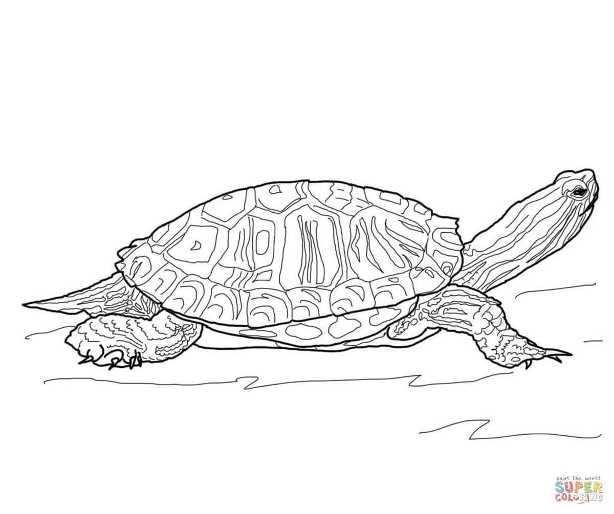 turtle coloring page free printable