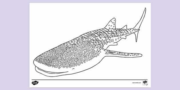 whale shark printable