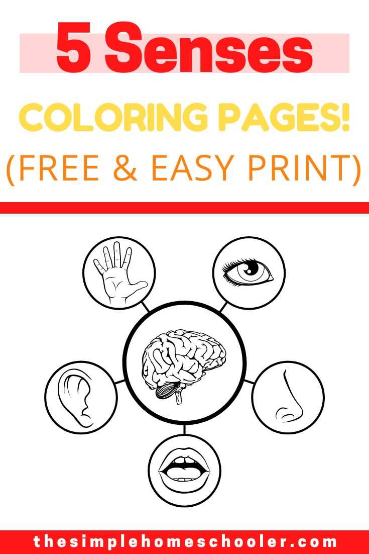 free printable 5 senses worksheets